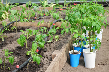 Grown seedlings of tomatoes are planted in a greenhouse on beds with drip irrigation. Concept of growing your own organic food.