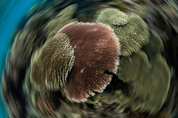 Coral Reef, Heron Island Australia