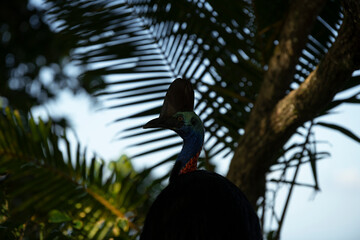 Cassowary bird on the beach, Australia