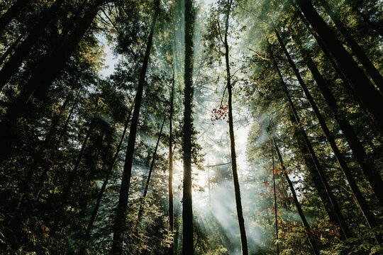 Sun Coming trough Trees