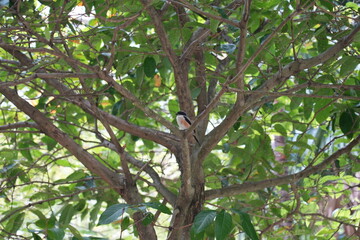 Grey-backed shrike|Lanius tephronotus|灰背伯劳