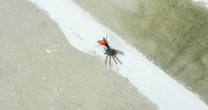 Wasp drags a paralysed spider on concrete stairs. 