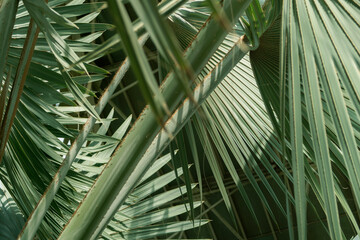 palm tree leaves closeup