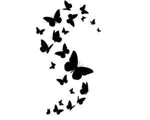 butterfly on a white background