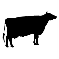 silhouette of a cow, cow, calf, black silhouette on a white background, farm, farm, nature, house, milk, factory, glade