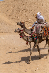 Local men riding camels in the Cairo deserts
