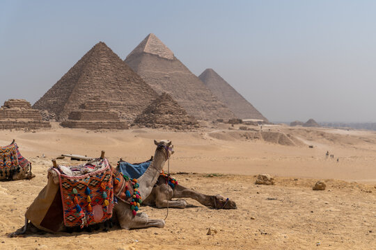 Colourfully saddled camels rolling in front of the pyramids with a beautiful sky of Giza in Cairo Egypt