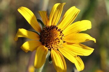 Heliopsis