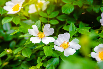 white rosehip on a green natural background

