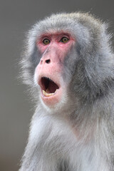 Closeup view of a Japanese macaque, macaca fuscata