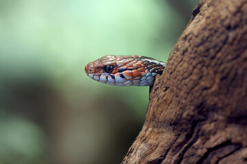 Closeup of snake hiding behind tree, blurred background