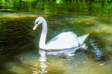 Fototapeta premium Lonely wild white swan swim in river