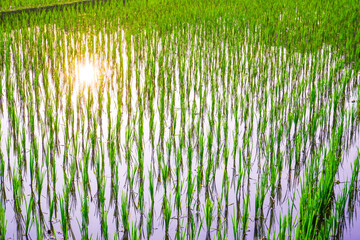 rice fields on a sunny morning