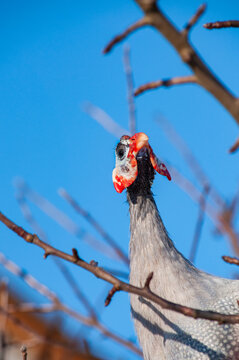 Guinea fowl