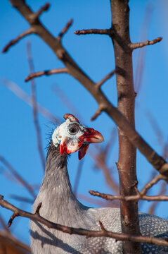 Guinea fowl