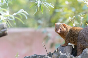 close up of a meerkat
