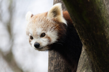 Obraz premium red panda eating bamboo
