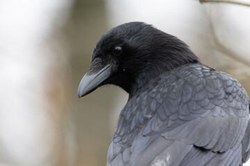Fototapeta premium close up of a pigeon