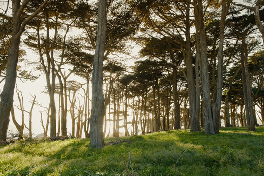 Cypress Trees Sanfrancisco, California