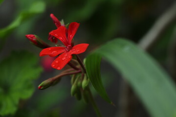 Flor roja