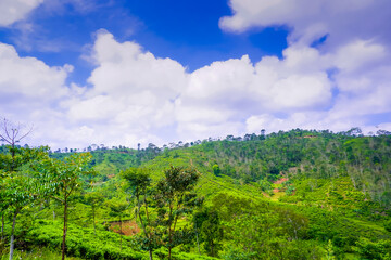 beutyfull Landscape green meadows with beutyfull blue sky and white clouds in day ligth for background