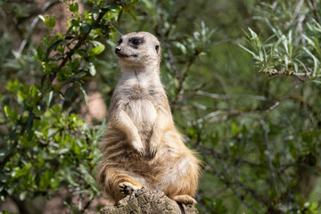 Fototapeta premium meerkat on guard