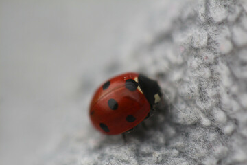 ladybug on clothes