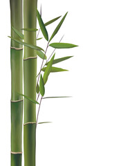 Fototapeta na wymiar bamboo isolated png