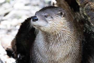 otter on the rock
