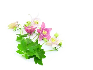 Bouquet of aquilegia flowers isolated on white background. Сopy space. Сommon names: granny's bonnet, columbine.