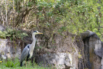 great blue heron