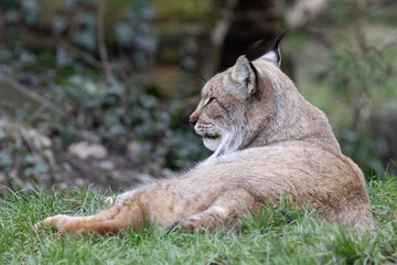 portrait of a lion cub