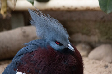 Obraz premium grey crowned pigeon
