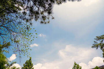 tree against blue sky background