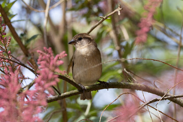 a sparrow on a branch