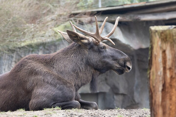 Fototapeta premium elk in the woods