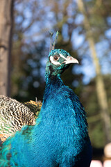 portrait of a peacock