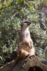 meerkat on guard