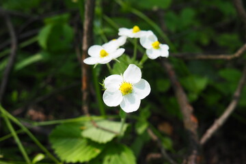 Strawberry Fragaria is genus of perennial herbaceous plants in the rose family Rosaceae. The inflorescence is a multi-flowered corymb. White flowers on long peduncles. Lots of stamens and pistils.