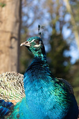 peacock with feathers