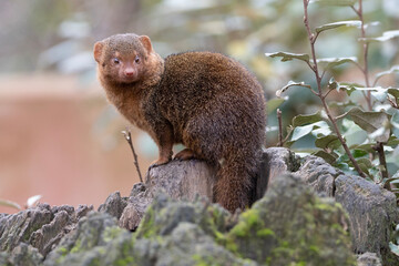 close up of a meerkat