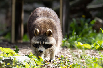 racoon in the grass