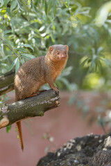 squirrel on a branch