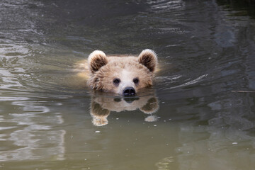 brown bear in water