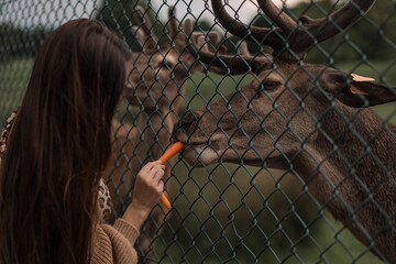 Woman feed deer. Wild animals concept. Woman feeding fawn. Animal at park