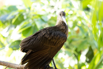 bird on a branch