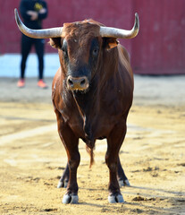 a strong bull in the spanish bullring