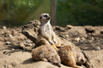 meerkat on guard