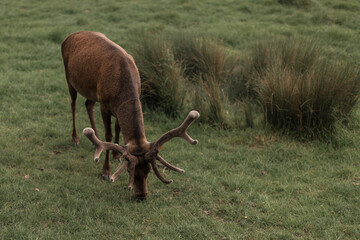 Red deer with large antlers stands on meadow