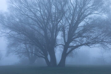 tree in the fog
